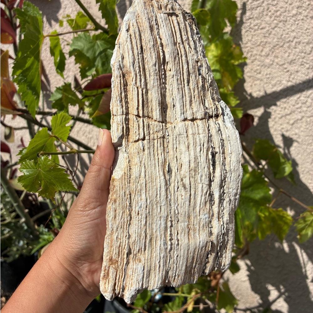 Large Rare Petrified Wood W Agate Veins Specimen Rough 4.4 Lbs - Picture 12 of 16